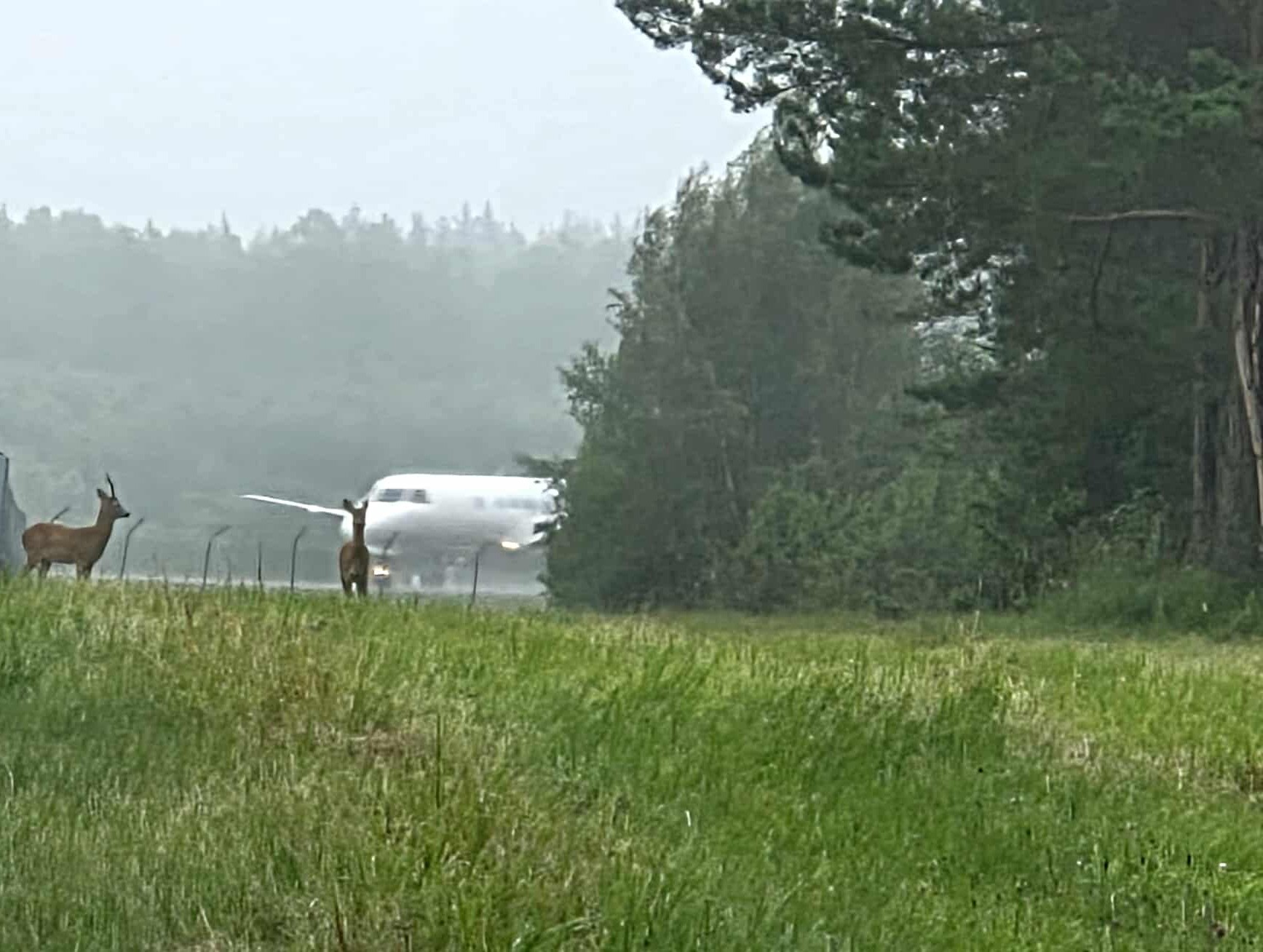 Metskitsed Kärdla lennujaama tara ääres, taamal maandunud lennuk