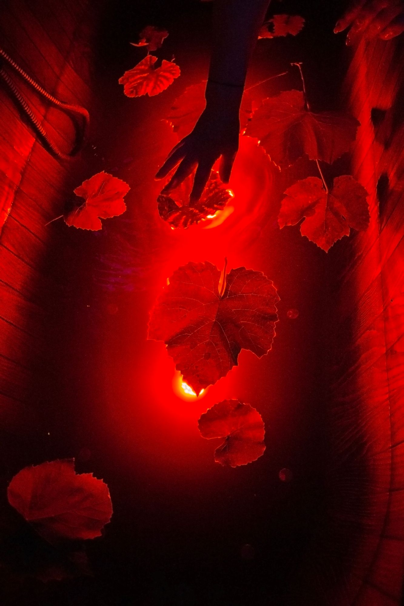Punase valgusega veinivann viinamarjalehtedega